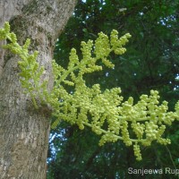 Anamirta cocculus (L.) Wight & Arn.